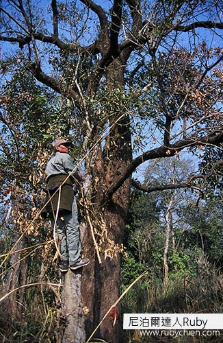 2001年，第一次的奇旺之旅，Chandu帶我們認識叢林，甚至還爬樹要找動物給我們看。